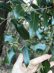 Petalostigma triloculare