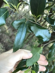 Petalostigma triloculare