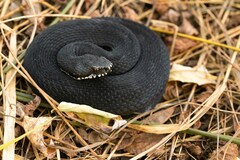Vipera berus bosniensis