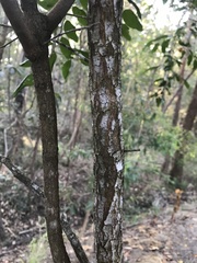 Petalostigma triloculare