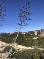 Agave americana