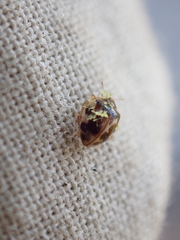 Hesperomyces virescens