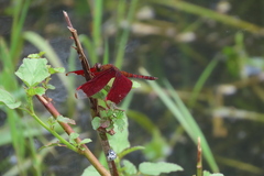 Neurothemis fulvia
