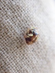 Hesperomyces virescens