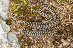 Vipera berus marasso