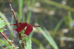 Neurothemis fulvia