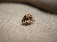 Hesperomyces virescens