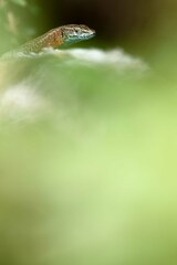 Algyroides nigropunctatus