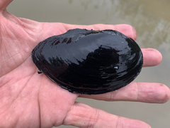 Sinanodonta schrenkii