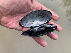 Sinanodonta schrenkii