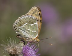 Argynnis