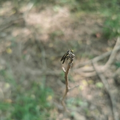 Ommatiini
