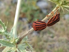 Graphosoma semipunctatum