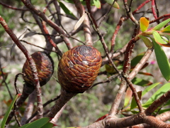 Leucadendron coniferum