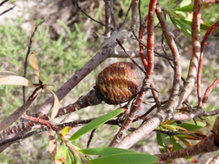 Leucadendron coniferum