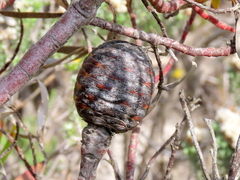 Leucadendron coniferum