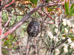 Leucadendron coniferum
