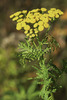 Tansy - Photo (c) Paul Reeves, some rights reserved (CC BY-NC-SA), uploaded by Paul Reeves
