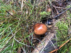 Tricholoma fracticum