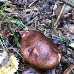 Tricholoma fracticum