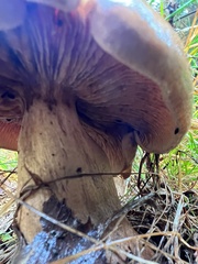 Tricholoma fracticum