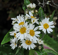 Senecio smithii