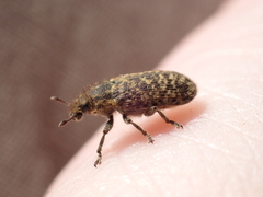 Rhinocyllus conicus