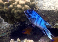 Abudefduf whitleyi