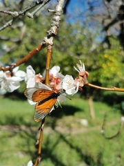Acraea horta