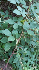 Rubus schleicheri