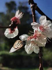 Acraea horta