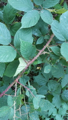 Rubus schleicheri