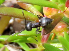 Crematogaster peringueyi