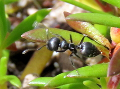 Crematogaster peringueyi
