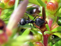 Crematogaster peringueyi