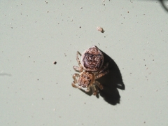 Maratus