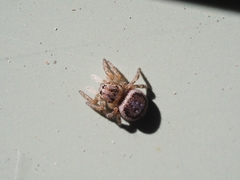 Maratus