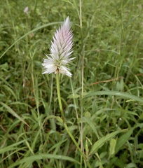 Celosia argentea