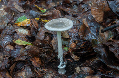 Amanita coryli