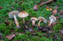 Lepiota magnispora