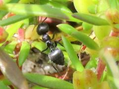 Crematogaster peringueyi