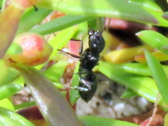 Crematogaster peringueyi