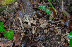 Craterellus sinuosus