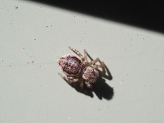 Maratus