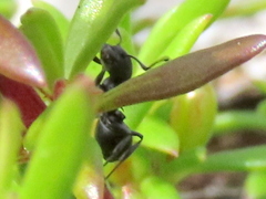 Crematogaster peringueyi