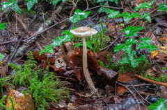 Amanita coryli