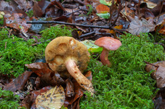 Rheubarbariboletus persicolor