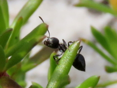Crematogaster peringueyi