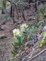 Dendrobium speciosum