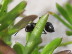 Crematogaster peringueyi